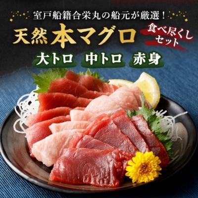 ふるさと納税 室戸市 厳選天然本マグロセット(大トロ・中トロ・赤身の食べ比べ3種セット)