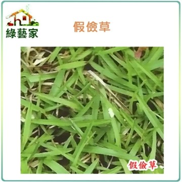 【綠藝家】M04-.1假儉草種子(粉衣)  500公克 (草皮種子) 匍匐性草皮種子 草皮 庭園 造景 園藝