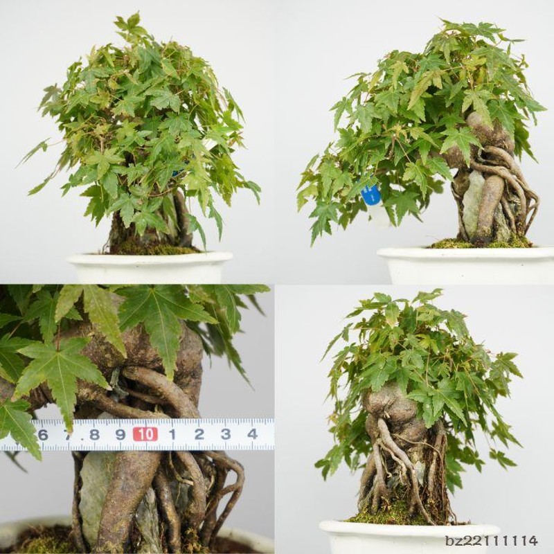 盆栽 紅葉 もみじ Acer palmatum モミジ 石付き カエデ科 落葉樹 観賞