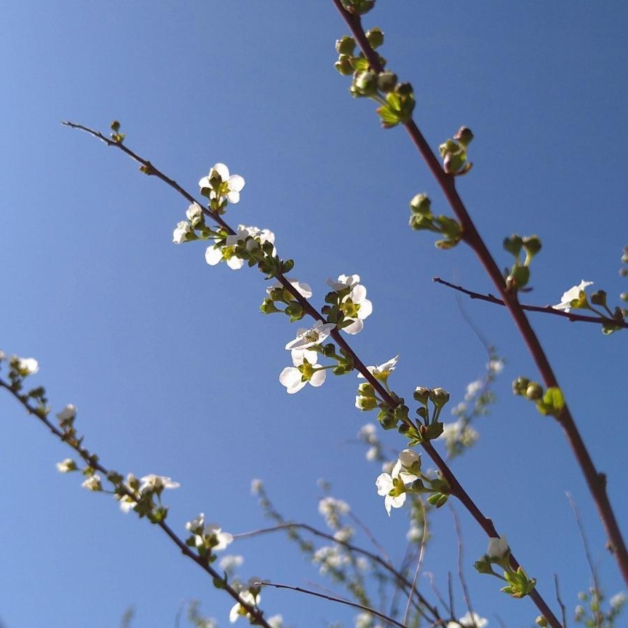 ユキヤナギ 1ポット 白花 15cmポット 雪柳 落葉樹 苗 バラ科 シモツケ属 枝垂れるように咲く