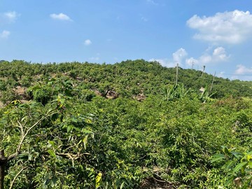 玉井九層林二甲老欉芒果園｜台南市玉井區九層林段
