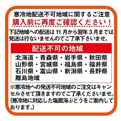 沖縄の海で育ったプチプチ海ぶどう 500g