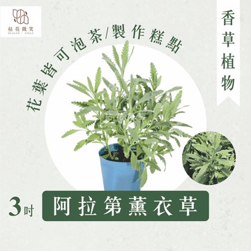 【拈花微笑】阿拉第薰衣草｜3吋｜香草植物｜食用植物｜調味料｜泡茶飲用｜沙拉｜甜點｜藥用｜精油｜觀賞