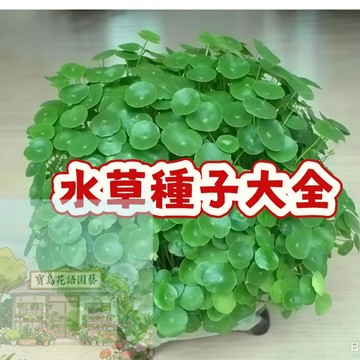 隔日達- 【22款真水草 1000粒種子】下水即活  入缸成景 速成植物 觀賞植物  發芽率高 新手懶人草缸
