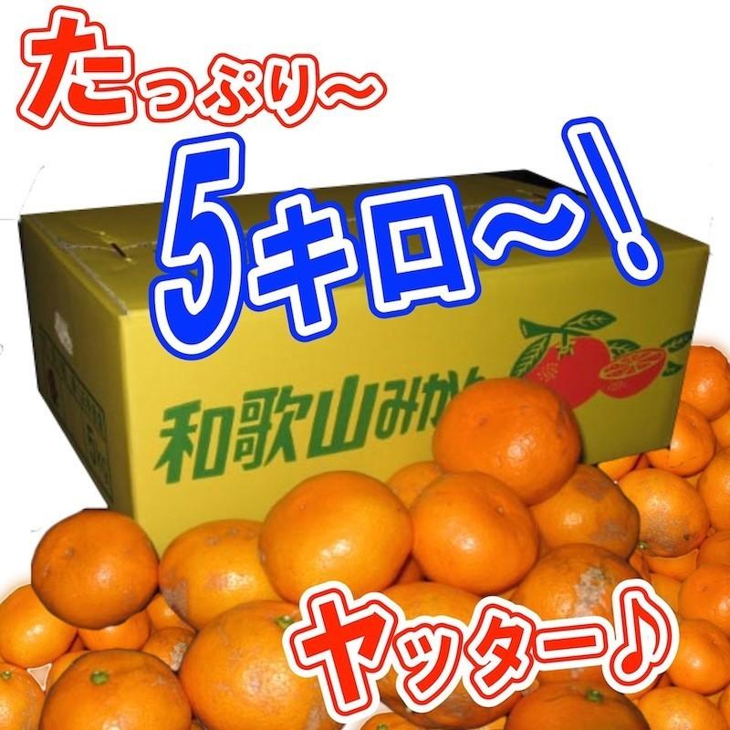 和歌山県産 訳あり みかん ミカン 5kg (傷あり サイズ不揃い ご自宅用)  　＊１０月中旬以降より順次発送