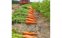 上富良野産 秋のオーガニックお野菜セット