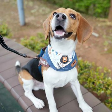 【尾巴丘 Tailshill】雙層獅子/老虎領巾 M號 牛仔風 手工原創 寵物領巾 貓狗適用 台灣老師傅純手工打造