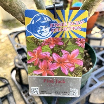 おしゃれ 観葉植物 鉢花：プルメリア*5号 インドソケイ