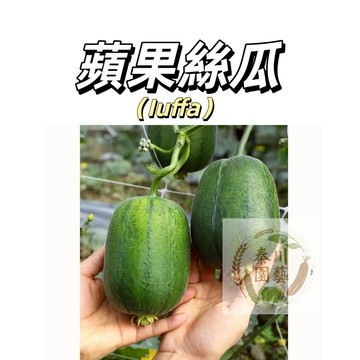 現貨速發（蘋果絲瓜種子SG-1）短圓大絲瓜~ 早熟本地絲瓜四季播種盆栽爬藤蔬菜#果菜種子