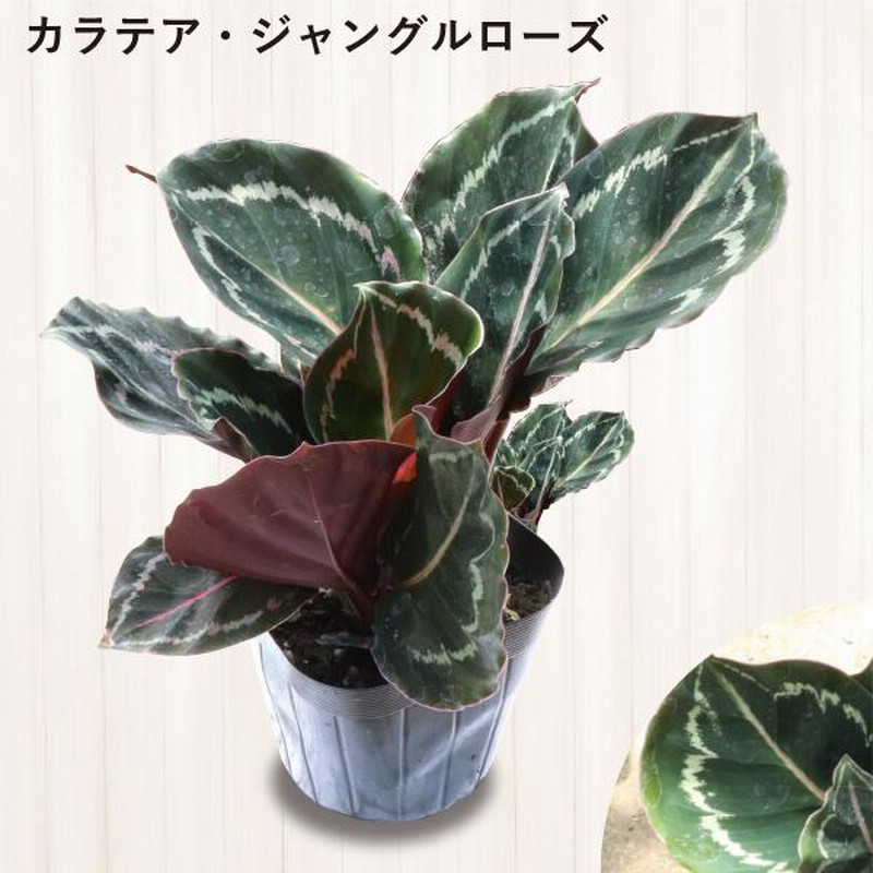 農場直送！カラテア アソートセット 3.5号鉢 10鉢 観葉植物 ［1鉢1,860