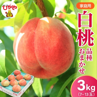 東根市産 白桃3kg (7～13玉入れ)