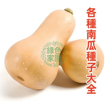 🎃台灣現貨🎃 南瓜種子大全 多品種混合 栗子南瓜/迷你南瓜 陽台可種 豐產好吃 觀賞食用兩用 新手友善 滿額免運