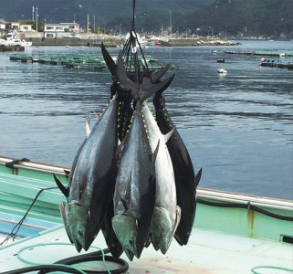 長崎県産 本マグロテール煮込み［みそ味］