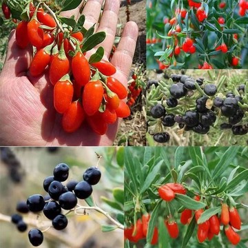 青禾園藝（枸杞種子 ） 當季新種 發芽率高 產量高 營養豐富 可食用 新手易種植 陽台庭院盆栽 #農家自留種 超優惠