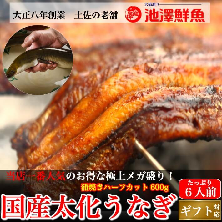 国産 蒲焼き 特大うなぎ メガ盛り ハーフカット 600gセット 6〜8人前