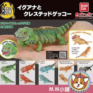 【M.M小舖】『現貨』 BANDAI 轉蛋 扭蛋 生物大圖鑑 美洲鬣蜥與睫角守宮 鬣蜥 守宮 生物 圖鑑 模型 全5款