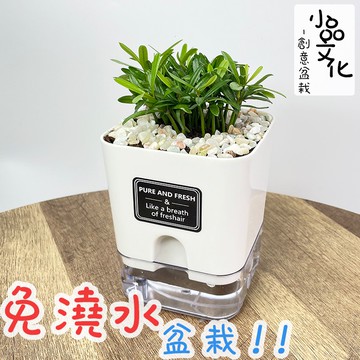 現貨 小品文化 羅漢松4 5吋磁吸免澆水懶人盆栽簡單好種植觀葉植物室內植物自動吸水創意花盆居家 蝦皮商城 Line購物