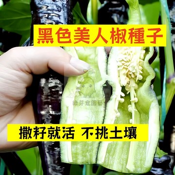 🌱早熟高產 🌶️黑色美人椒種子LJ-5 辣度適中 不挑土壤 分枝強壯 生長勢快 抗病性強 易種植田栽庭院盆栽蔬菜種子