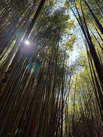 竹山福興⛰️低總價世外桃源⛳可露營・可節稅資產｜南投縣竹山鎮福興段