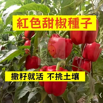 🌱早熟高產 🌶️紅色甜椒種子LJ-36 抗病性強 燈籠椒 早熟 菜椒 口感清脆 不辣 泡椒 易種植田栽庭院盆栽蔬菜種子