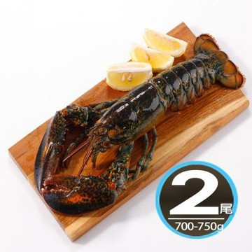 華得水產 活凍波士頓龍蝦2尾(700-750g/尾/特大尾)