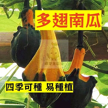 🌱早熟高產 多翅南瓜種子NG-2  可觀賞可食用 耐熱 金瓜  易生長  高產 抗病抗旱易種植 高產爬藤蔬菜種子