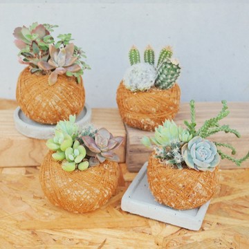 荳荳多肉植物與小雜貨 手工苔玉泥盤植栽 小 Pinkoi 設計購物網站 Line購物