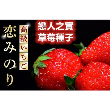 🍓【日本殿堂級種源】熊本戀香草莓種子 約100粒 日本直送血統 夢幻香氣 高甜多汁 家庭栽培極致挑戰 珍稀品種收藏