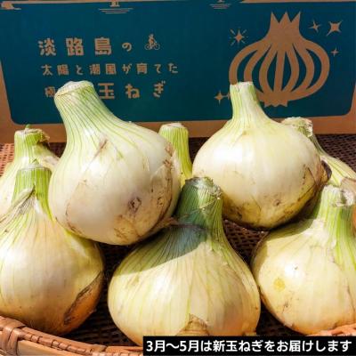 ふるさと納税 南あわじ市 淡路島産玉ねぎ 定期便　3kg×10回(発送3月〜12月)