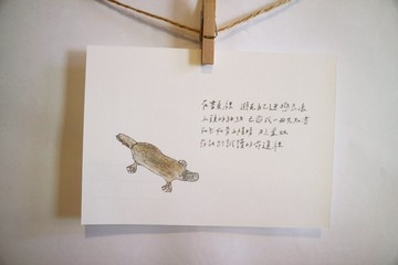 動物與牠的詩58/ 鴨嘴獸/ 手繪 /卡片 明信片