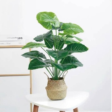 盛夏翡翠天使海芋仿真植栽