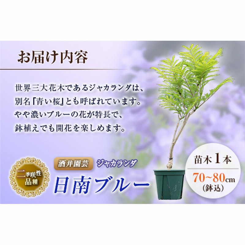 D4 191 花 二季咲性品種 ジャカランダの苗木1本 日南ブルー 鉢込70 80cm 通販 Lineポイント最大1 0 Get Lineショッピング