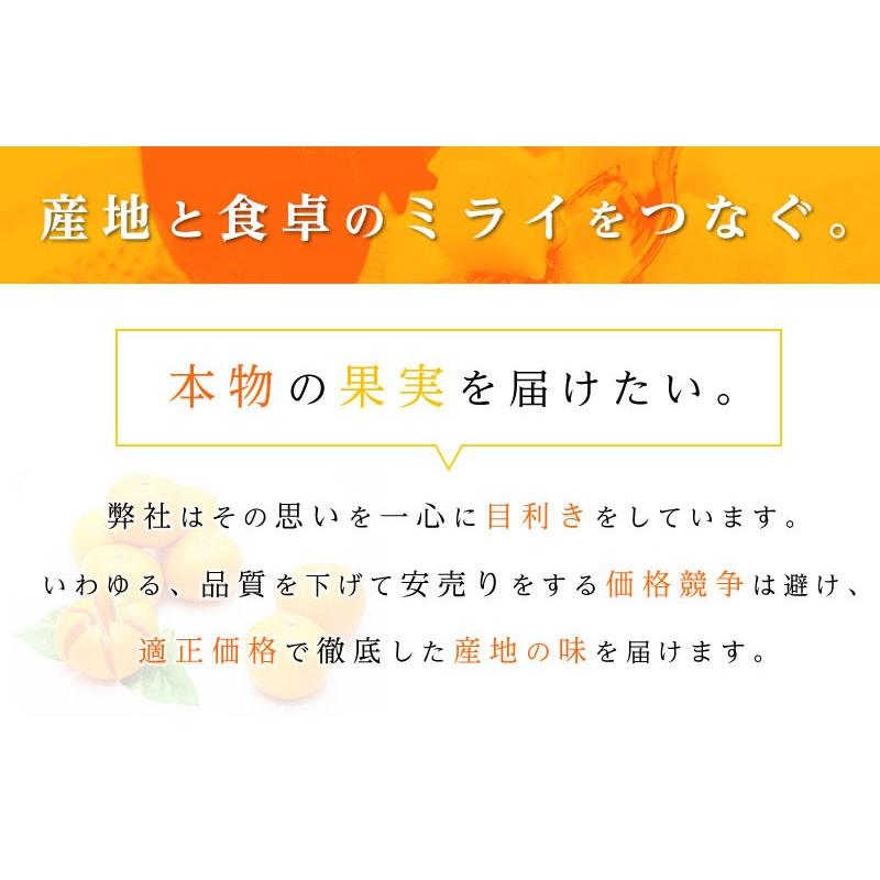 送料無料 青森県産 弘前 高糖度 サンふじ 10-11玉 約3kg サンふじ 高糖度 サンふじ  サンふじりんご リンゴ 青森産 りんご 林檎