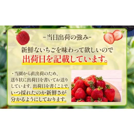 ふるさと納税 福岡県 田川市 ごほうびいちご （約250g×4パック ） ＜2024年1月以降順次発送予定＞ いちご 苺 高品質 完熟 フルーツ 果物 お取り寄せ ご当地グ…