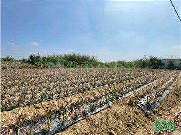 關廟砲校近市區農建地｜台南市關廟區新埔段