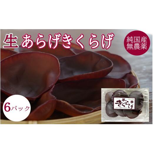 ふるさと納税 和歌山県 田辺市 生あらげきくらげ 6パック ※6月下旬以降順次発送予定  ／ 和歌山 田辺市 きくらげ 生  天然 無添加 栄養豊富 中華…