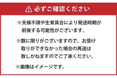 朝採り グリーンアスパラ 2L～3L 1kg (2024年5月下旬発送予定)