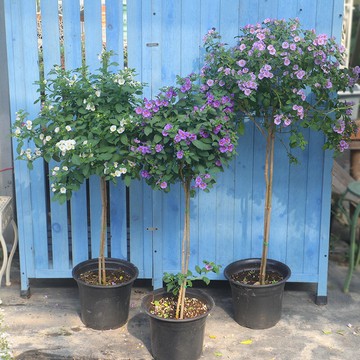 藍茄花藍花十萼茄棒棒糖灌木庭院露天陽臺木本花卉全年開花提神