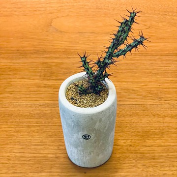 【野草不野-限時販售】銅綠麒麟 / 長杯盆