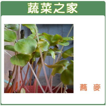 【蔬菜之家】J06蕎麥芽種子(蕎麥芽菜種子)(共有2種包裝可選)