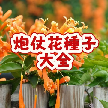 🌱（炮仗花種子大全） 爬藤植物 當季新籽 陽台庭院盆栽 四季開花室外攀援庭院 花海植物 濃香耐寒 陽台庭院盆栽 #超優惠