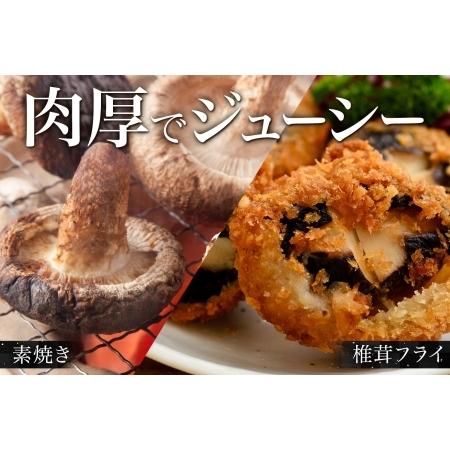 ふるさと納税 1803. しいたけ 特A 秀品 2パック 計500g 摩周美人 シイタケ 椎茸 生しいたけ きのこ キノコ 菌床栽培 大粒 肉厚 BBQ バーベキュ.. 北海道弟子屈町