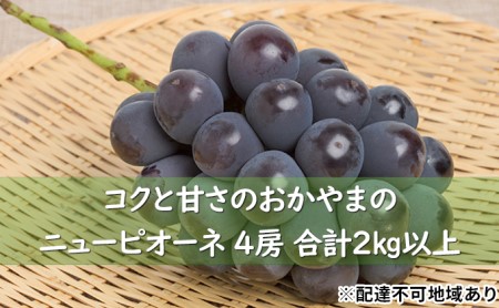 ぶどう 2024年 先行予約 コクと甘さのおかやまの ニュー ピオーネ 4房 合計2kg以上 ブドウ 葡萄  岡山県産 国産 フルーツ 果物 ギフト