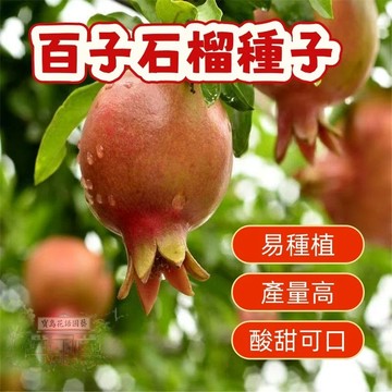 🌱百子石榴種子SL -1盆景石榴 陽台庭院種植 四季播種植 水果種子 矮化盆栽 地栽 耐寒耐熱 四季播種 多款石榴種子🌷