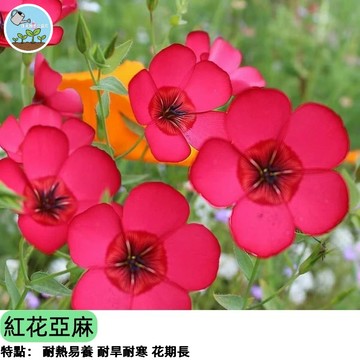 🌿【花姿輕盈如蝶】紅花亞麻種子 花亞麻 春日開花 陽盆栽花壇植物 耐寒易種 蜜源植物 純淨紅花  四季播種 新手好養