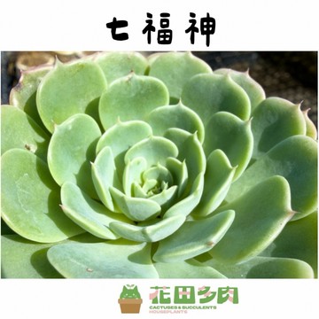《花田多肉》🌵【七福神】 3吋盆 多肉植物/多肉/戶外植物/景天科