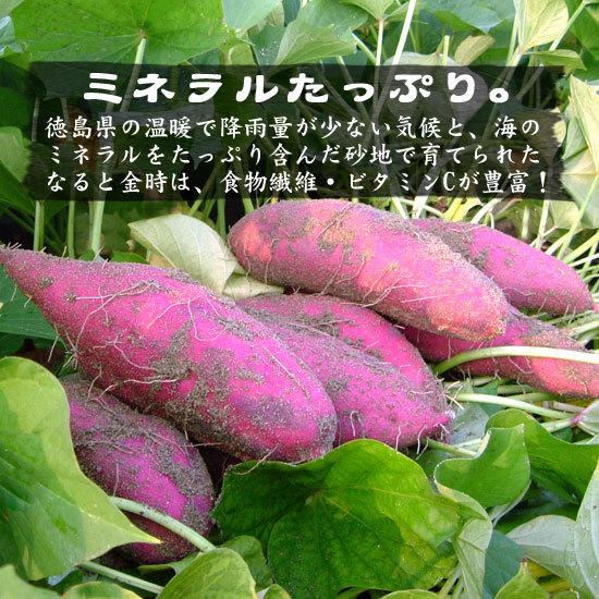 さつまいも なると金時  里むすめ 2L 5kg 自家用 徳島県鳴門市里浦町産 国産 野菜 送料無料