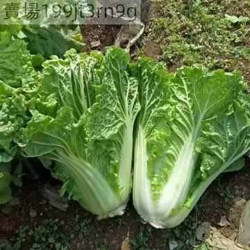 現貨 白菜種子（500粒）當季新種 四季菜園蔬菜奶油快菜7天發芽大白菜 紫白菜 快菜種子 白菜蔬菜庭院陽台種子 高產