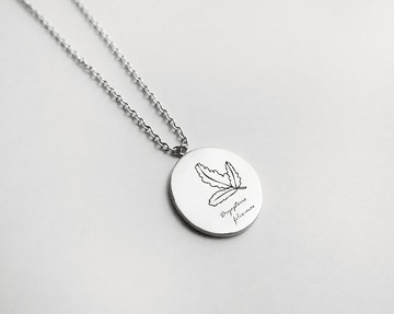 植物圖鑑-鱗毛蕨