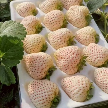 【台灣現貨】日本淡雪草莓種子｜稀有鮭魚粉果實 香氣高雅｜陽台盆栽打卡聖品｜挑戰園藝達人魂 既好看又好吃#水果種籽